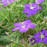 Legousia speculum-veneris Hampshire.JPG