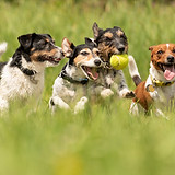 shutterstock_1101215969.jpg
