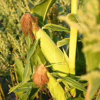 Farm fresh organic sweet corn grown at Sound Sustainable Farms.  