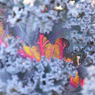 Farm fresh organic merlot kale grown at Sound Sustainable Farms. DSC_5902.JPG