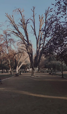 Captura de Pantalla 2025-02-19 a la(s) 12.42.26.png