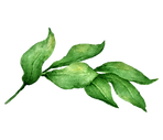 Leaves 2