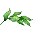 Leaves 2