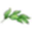 Leaves 2