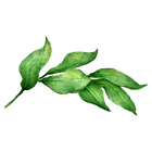 Leaves 2