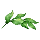 Leaves 2