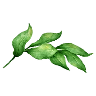 Leaves 2