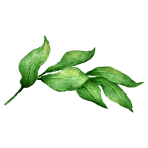 Leaves 2