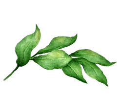 Les feuilles 2