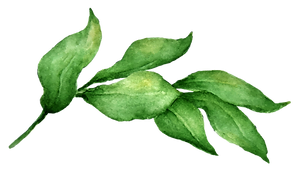 Leaves 2