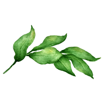 Leaves 2