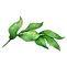 Les feuilles 2