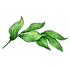 Leaves 2