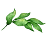 Leaves 2