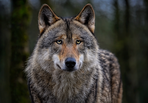 Wolf.png