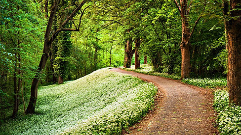 path.jpg