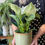 Miniature : Philodendron birkin