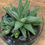 Miniature : Haworthia ‘Concolor’ et son vase
