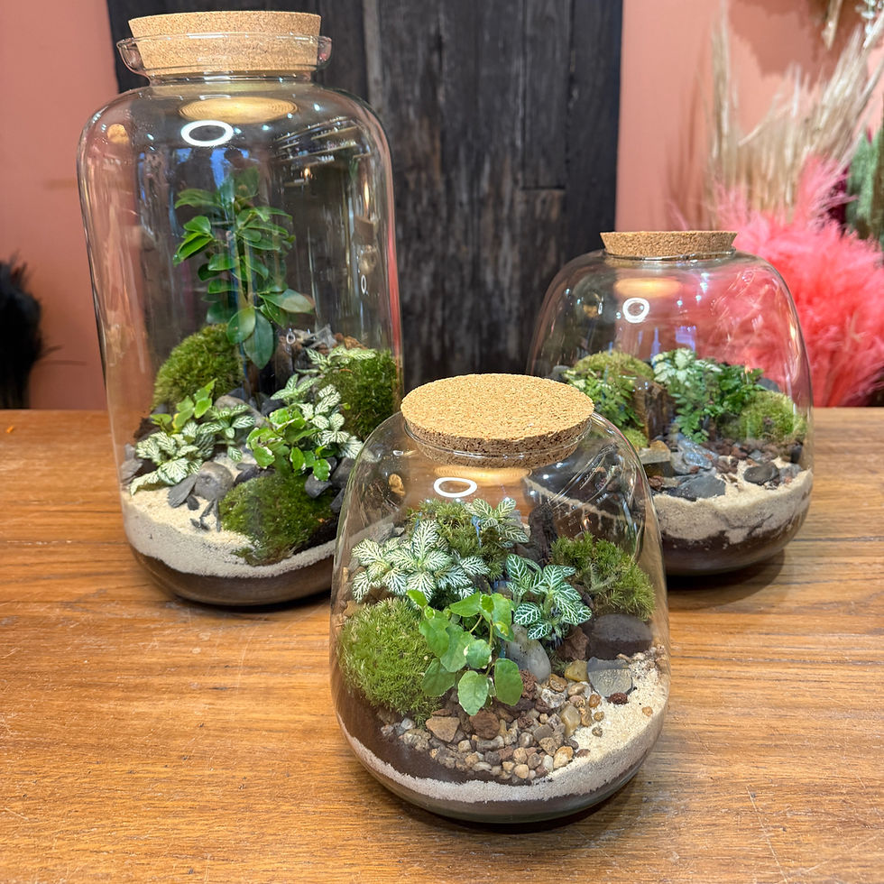Atelier terrarium niveau 2 | sam. 25 avril | 11:00 - 12:30