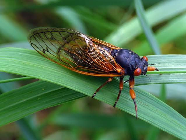 Our Political Cicadas