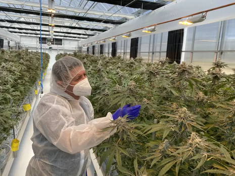 ANTG becomes the first Australian company to ship medicinal cannabis to New Zealand