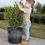Thumbnail: Boxwood 7 Gallon