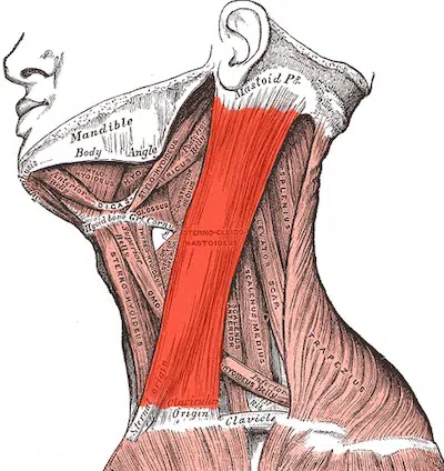 MUSCLE OF THE MONTH; MARCH