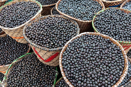 Frisch geerntete Açaí-Beeren in Körben – hochwertige Rohware für gefrorenes Fruchtpüree von Eurobrasfood | Freshly harvested açaí berries in baskets – premium raw material for Eurobrasfood frozen fruit purée
