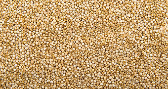 Quinoa grains gluten-free raw material – high protein ingredient for food industry and healthy products