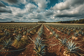 Anbaugebiet für tropische Ananas in Brasilien – nachhaltige Landwirtschaft für Fruchtpüree | Tropical pineapple plantation in Brazil – sustainable farming for fruit purée