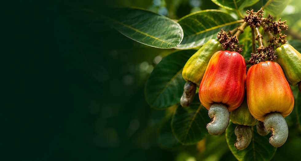 Brazilian cashew apples and tropical fruit sourcing for B2B fruit purées, açaí products and foodservice ingredients in Europe