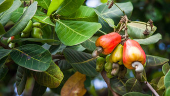 Reife Caju-Früchte (Cashew-Äpfel) an einem Baum in Brasilien, mit leuchtend roten und gelben Schalen und den charakteristischen Cashew-Kernen – exotische Zutat für Premium-Polpa