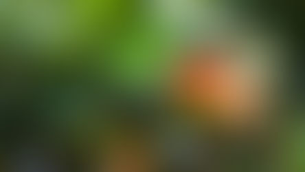 Reife Caju-Früchte (Cashew-Äpfel) an einem Baum in Brasilien, mit leuchtend roten und gelben Schalen und den charakteristischen Cashew-Kernen – exotische Zutat für Premium-Polpa