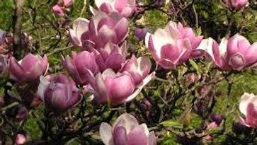 steel magnolias.jpg