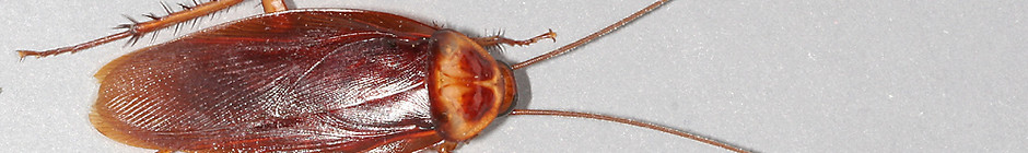 American-cockroach.jpg