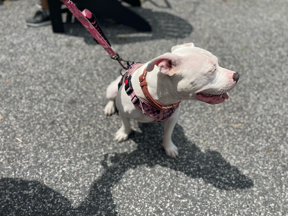 A white, short-hair pitbull looking away from the camera