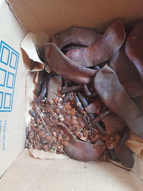 toh seeds collected.jpeg