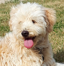 berger des pyrénées membre de la pension pour chiens