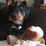 Nolane, teckel à poils durs, dogsitter chez Keep Cool Dog