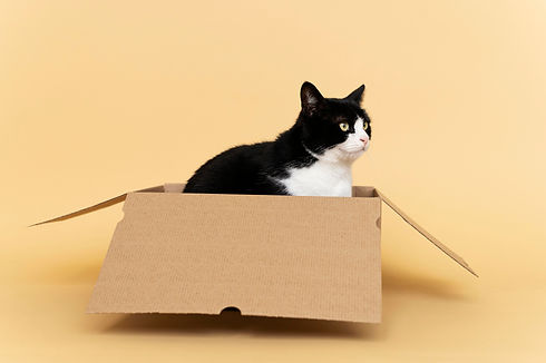 Gato 2.jpg