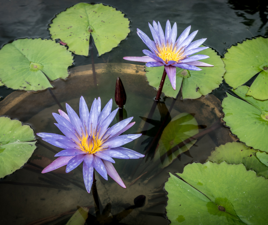 Thumbnail: Egyptian Blue Lotus Flowers (Nymphaea Caerulea) 100% Organic - Whole Flowers and