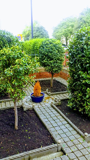 Shrubs.jpeg