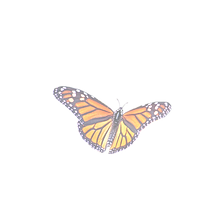 Butterfly 3.png