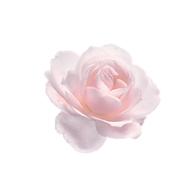 rose 1.png