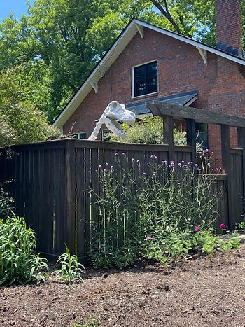 Skeleton dinosaur head peeking over a backyard fence