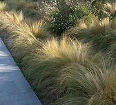 ornamental grasses