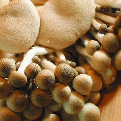 Foraging for Mushrooms