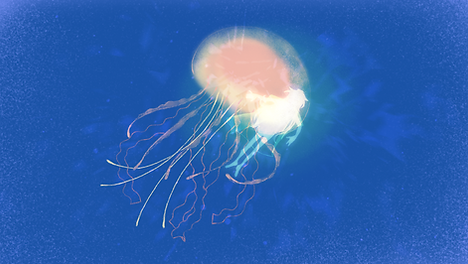 jellyfish.png