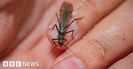 Captive breeding; all creatures great and small!