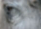 Elephant_eye ORIGINAL.jpg